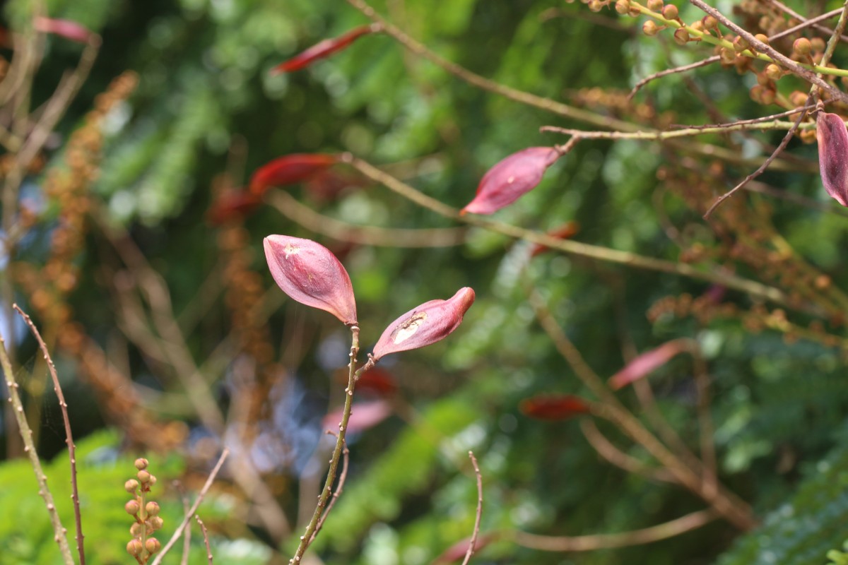 Peltophorum pterocarpum (DC.) Backer ex K.Heyne